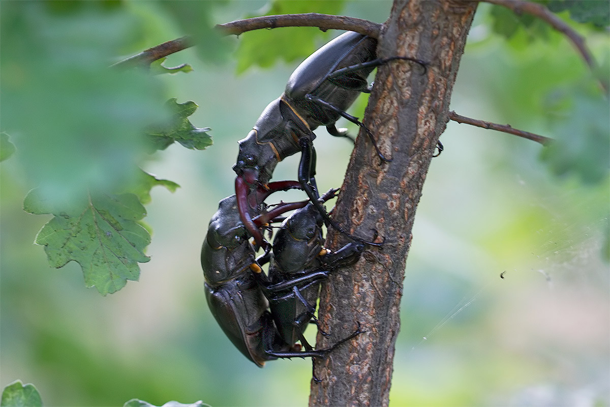 Lucanus cervus