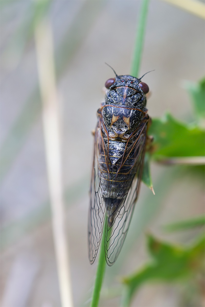 Tettigetta dimissa?