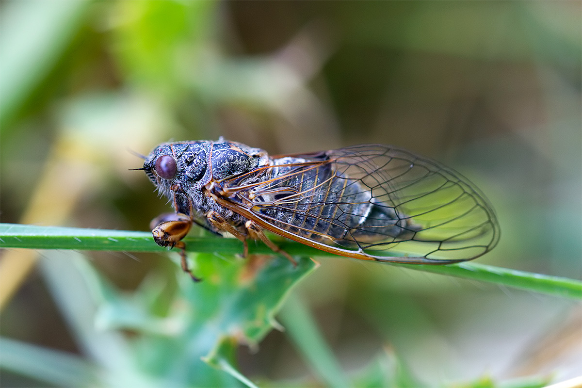 Tettigetta dimissa?