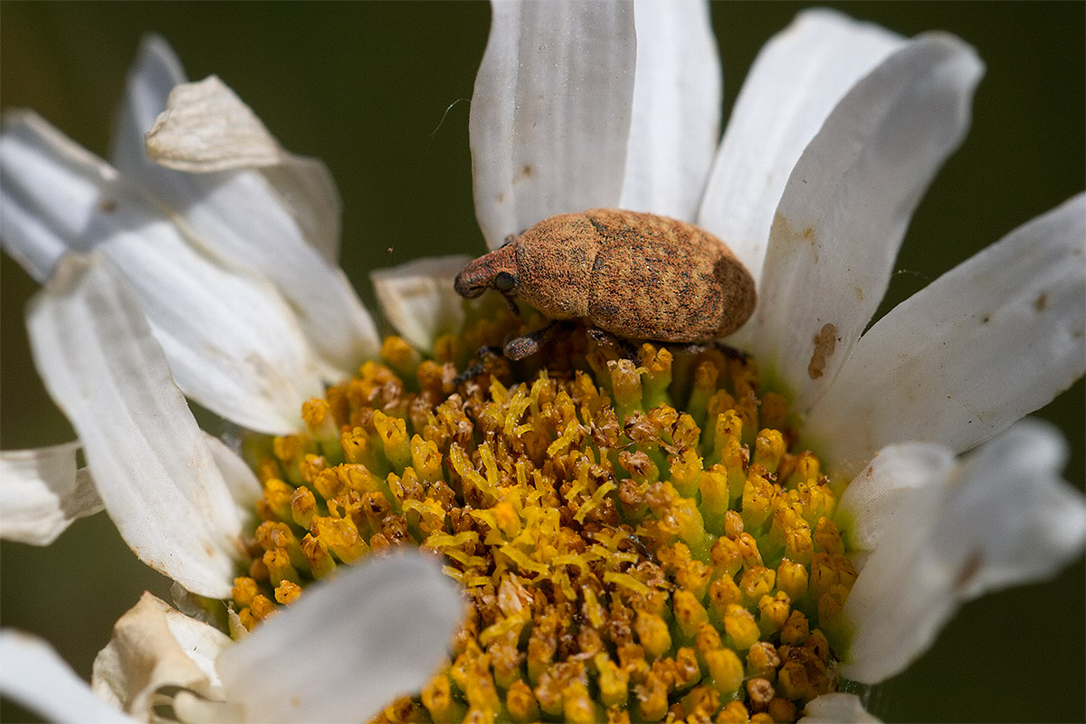 Un Curculionide floricolo - Larinus cfr. obtusus