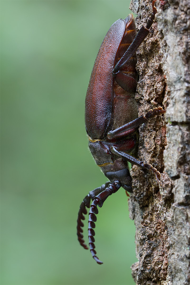 Prionius coriarius