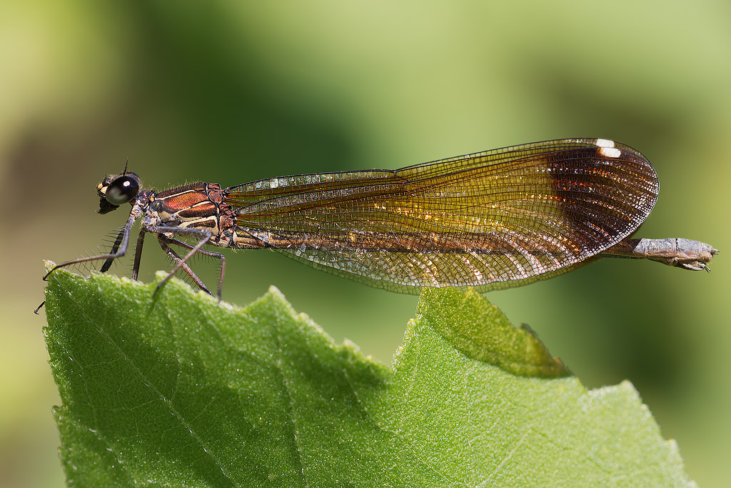 Calopteryx haemorrhoidalis