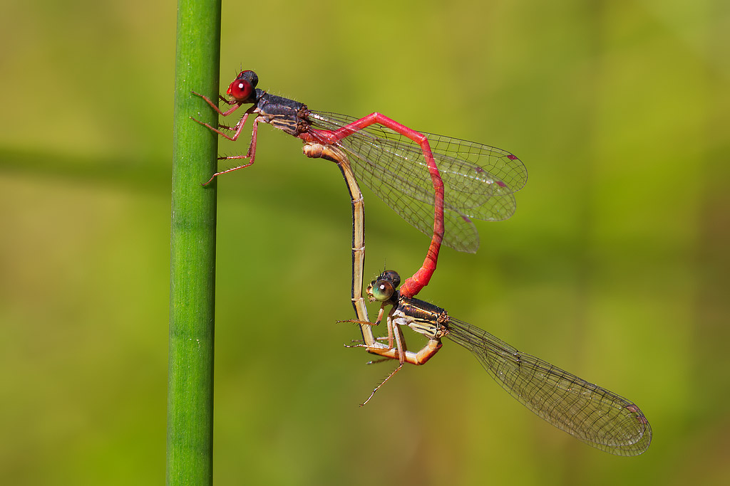 Ceriagrion tenellum