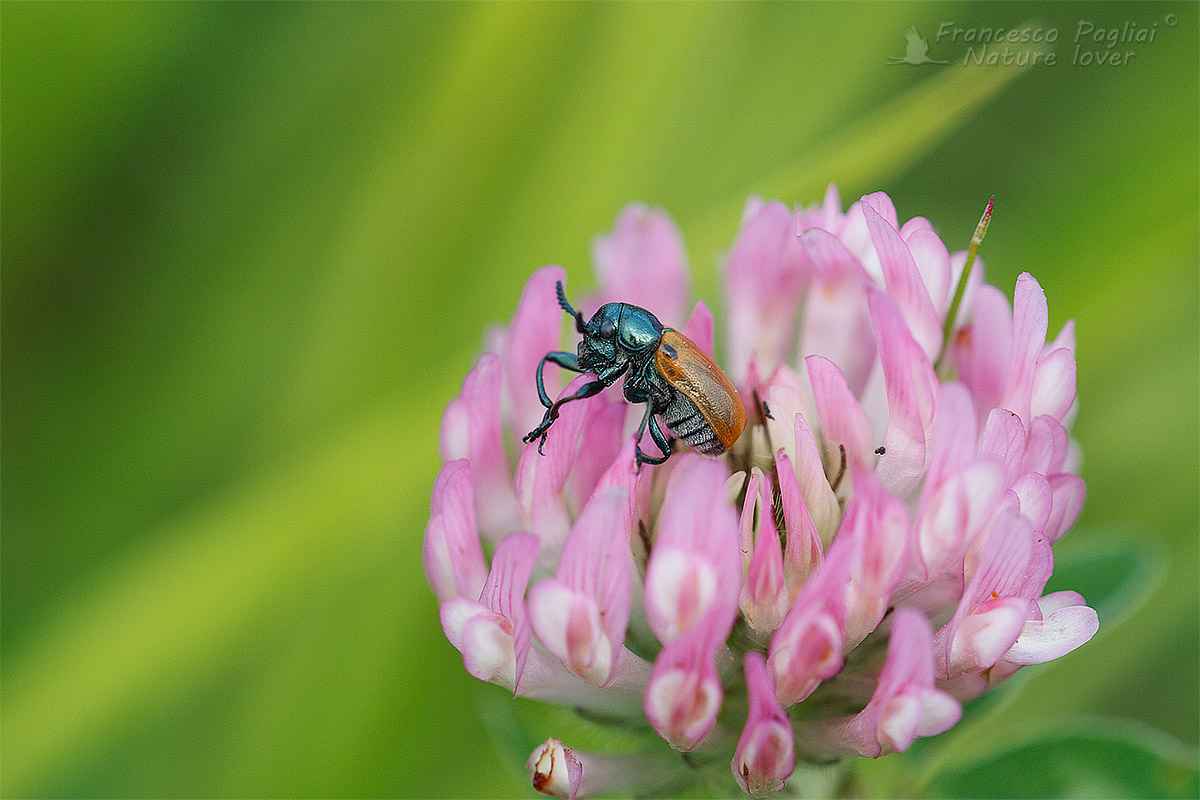 Labidostomis longimana (cf.), Chrysomelidae