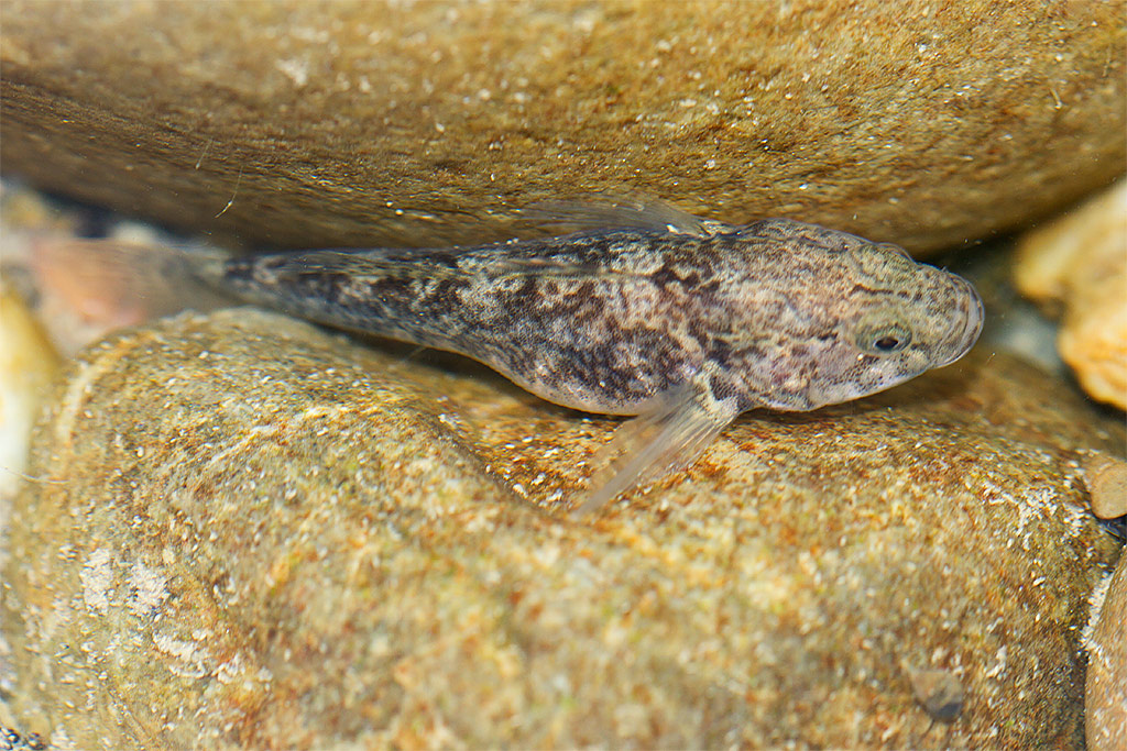 Ghiozzo di ruscello? Padogobius sp. femmina