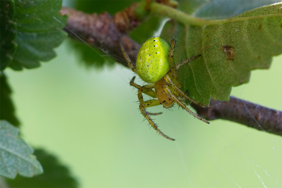 Araniella sp. - Sesto Fiorentino (FI)