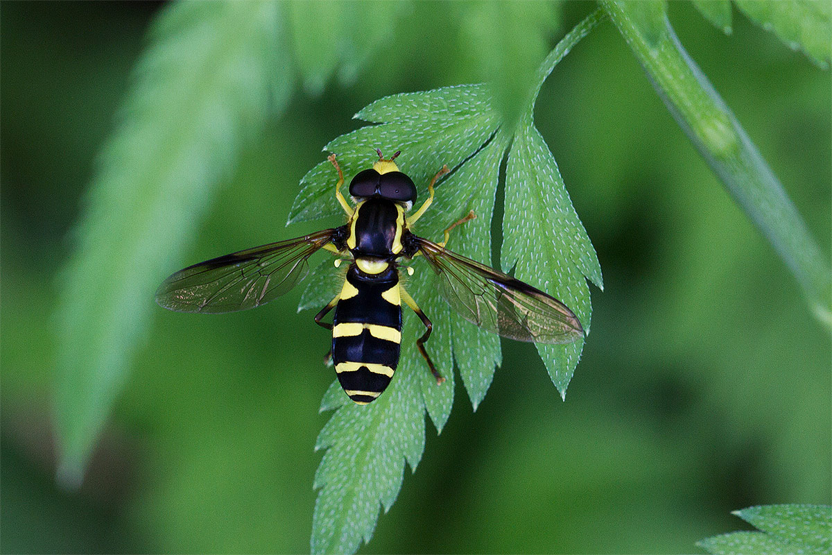 Syrphidae da determinare