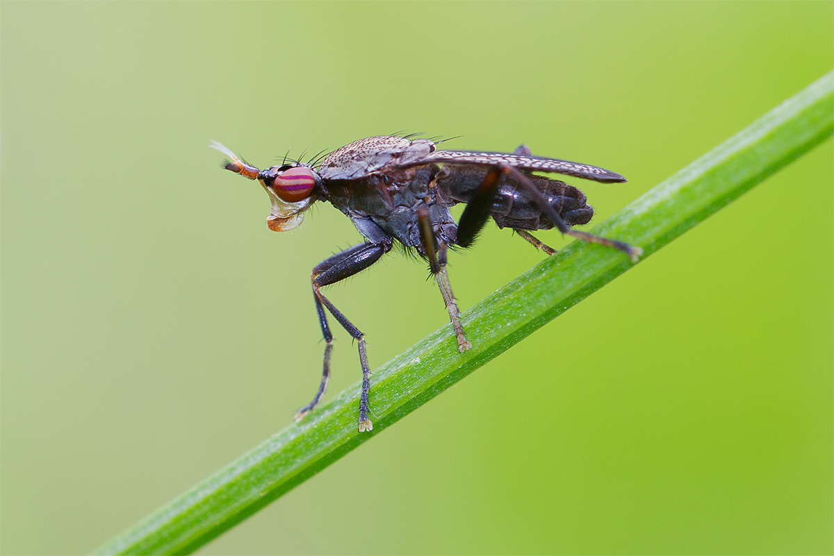 Coremacera marginata?