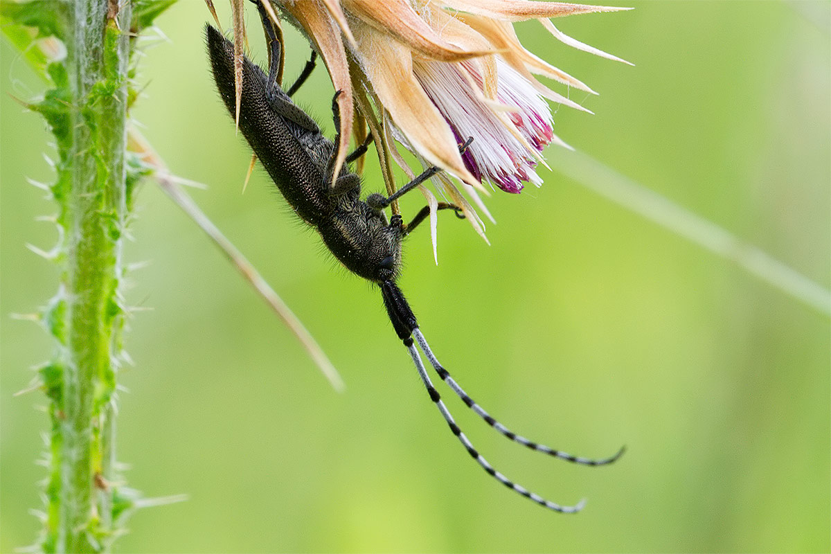 Agapanthia cardui / suturalis