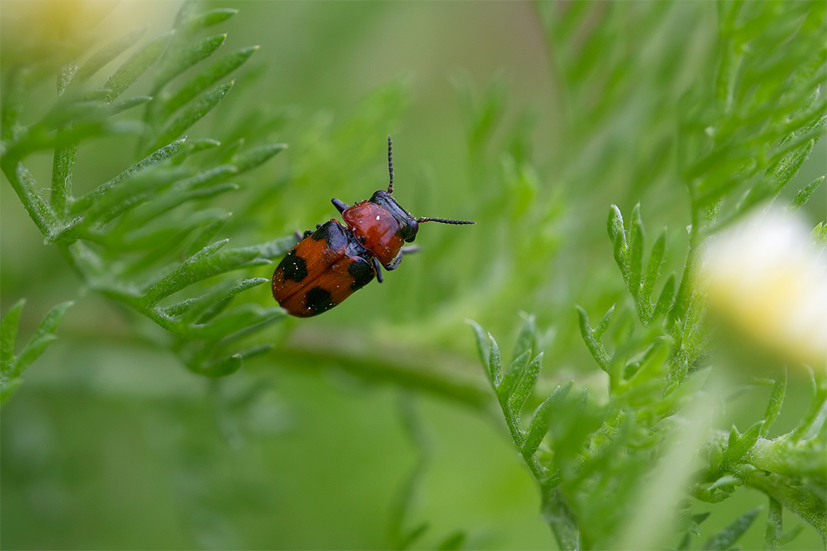 Da identificare: Coptocephala sp. (Chrysomelidae)