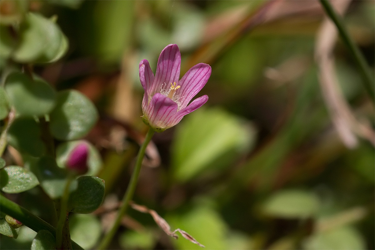 Lysimachia tenella (=Anagallis tenella) /Centonchio palustre