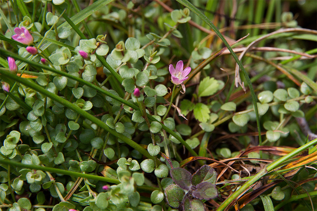 Lysimachia tenella (=Anagallis tenella) /Centonchio palustre