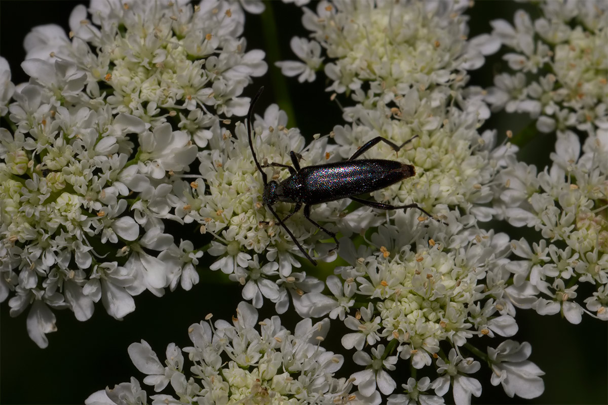 Una Leptura? Stenurella nigra