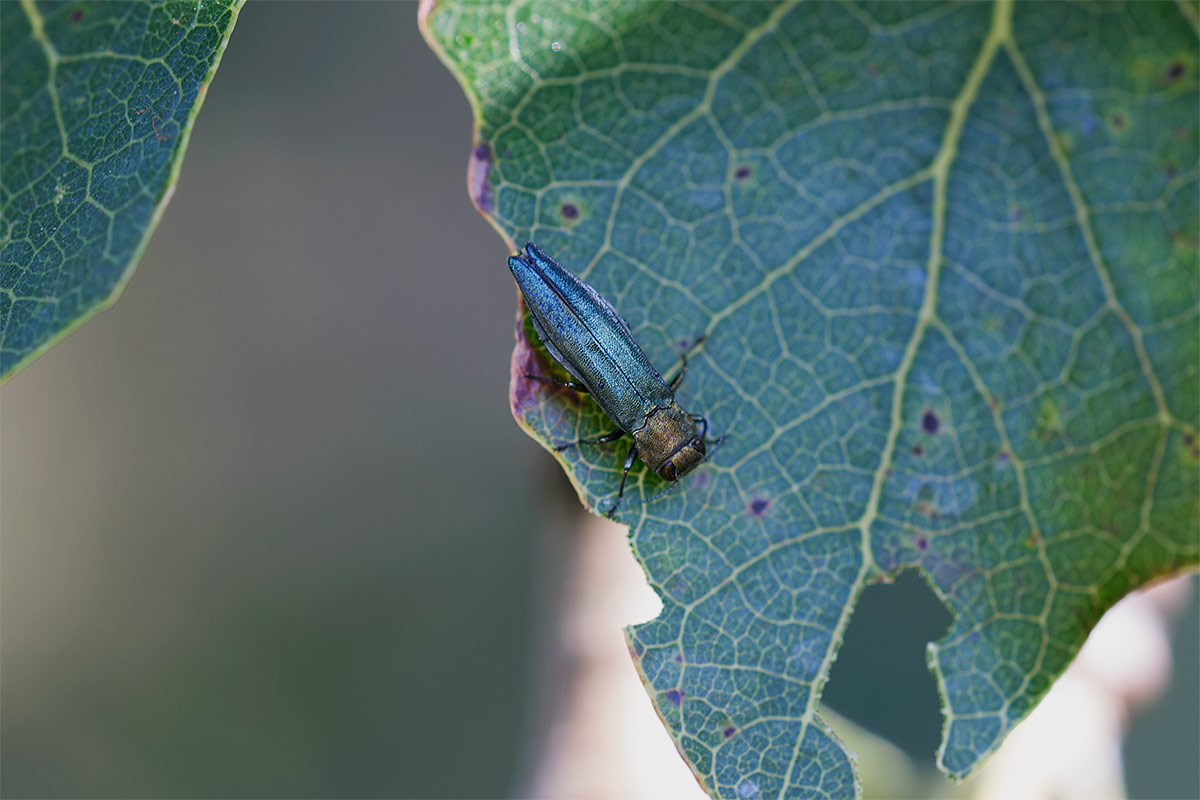 Agrilus suvorovi o viridis ?