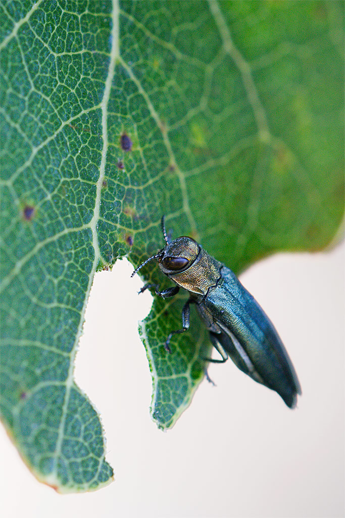 Agrilus suvorovi o viridis ?