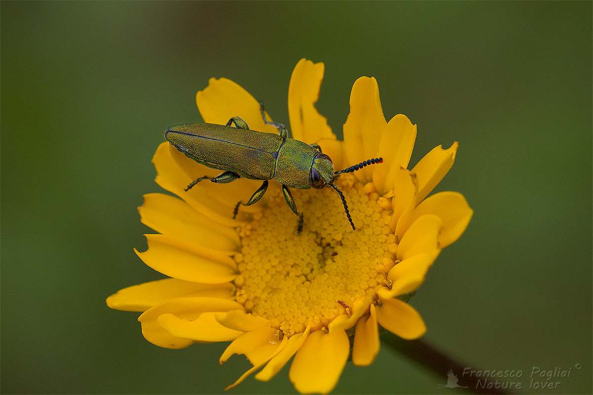 Buprestidae: Anthaxia hungarica?  S, maschio