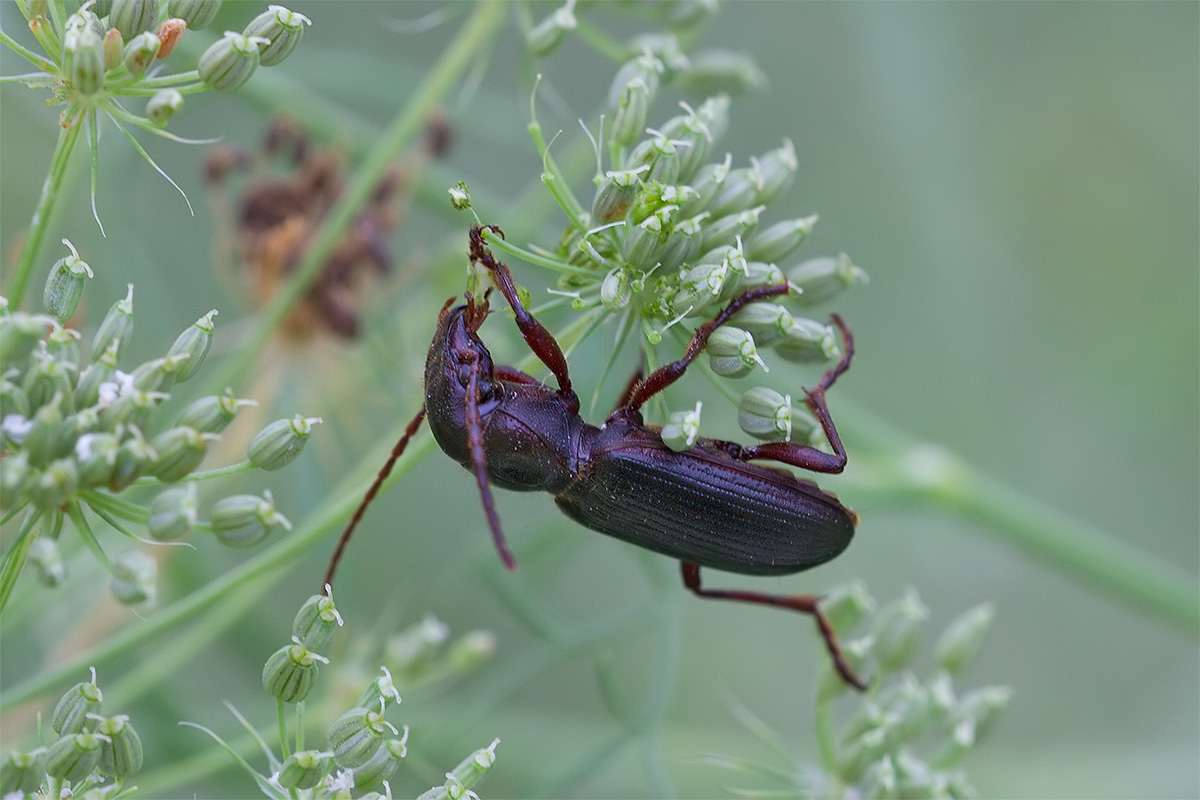 Tsitscherinellus cordatus