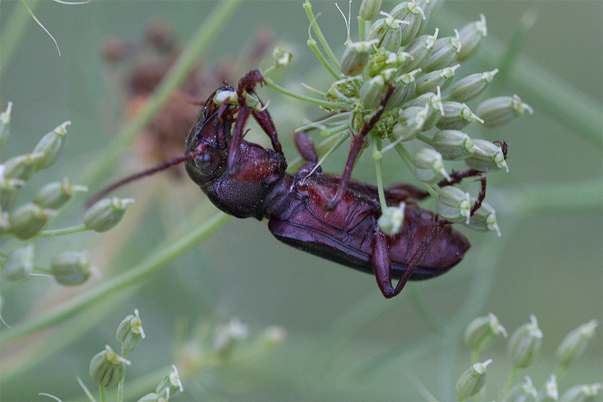 Tsitscherinellus cordatus