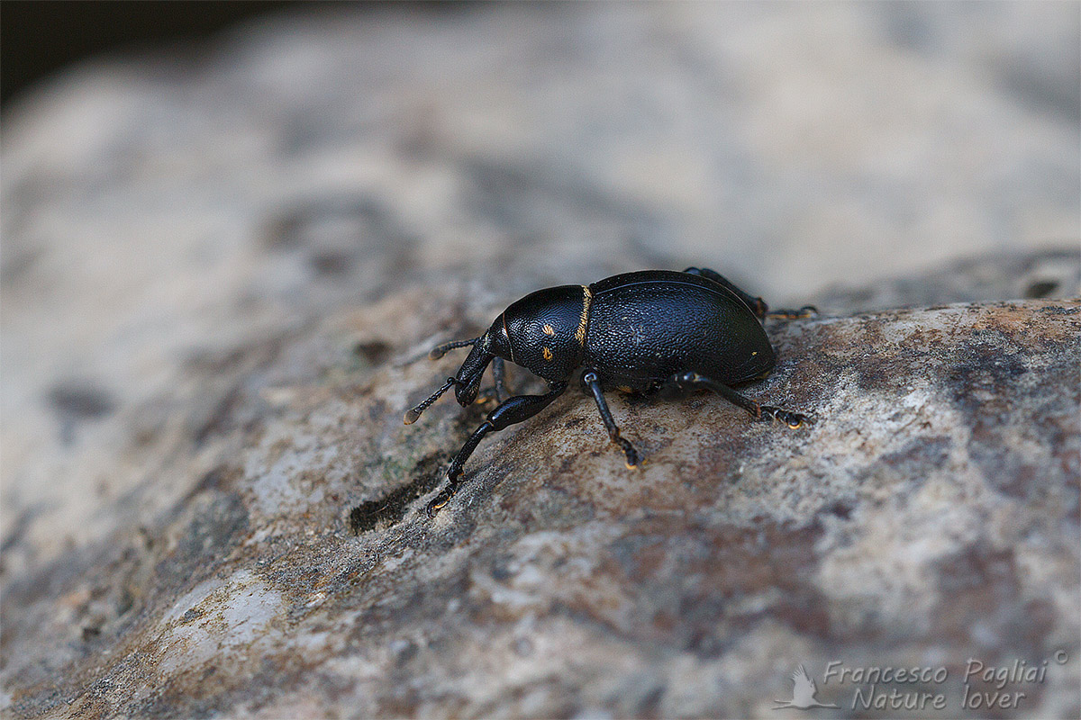 Liparus coronatus (Curculionidae)