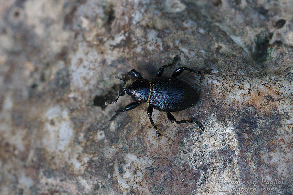 Liparus coronatus (Curculionidae)