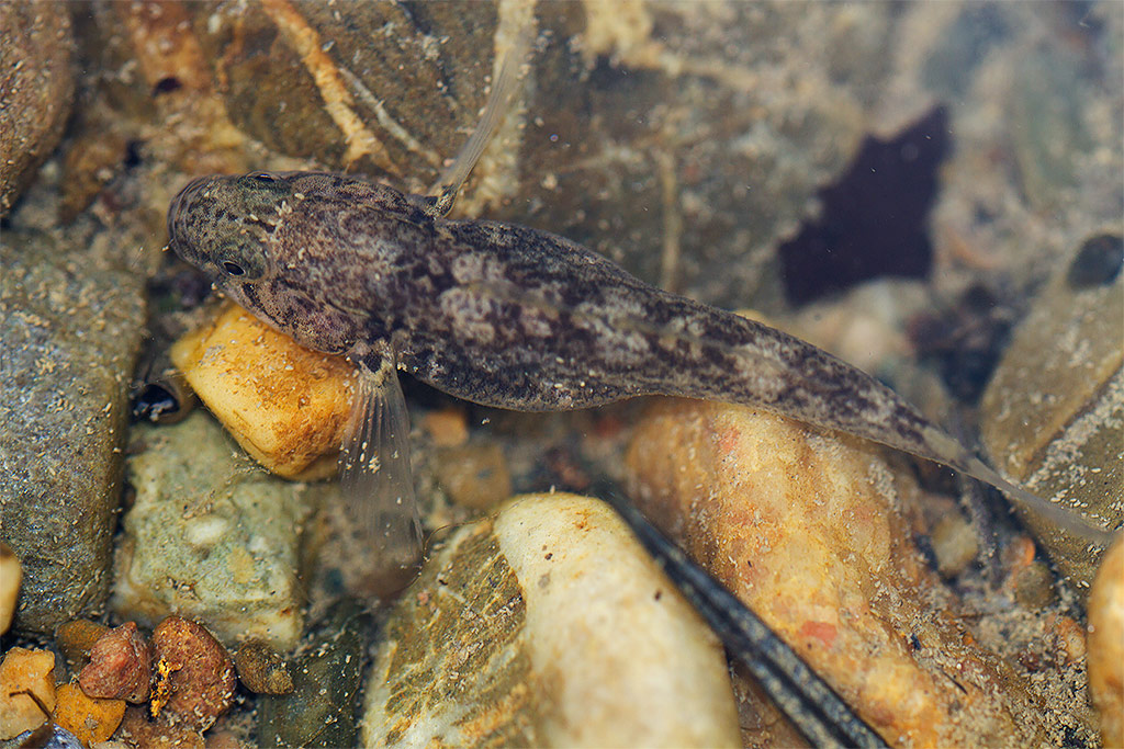 Ghiozzo di ruscello? Padogobius sp. femmina