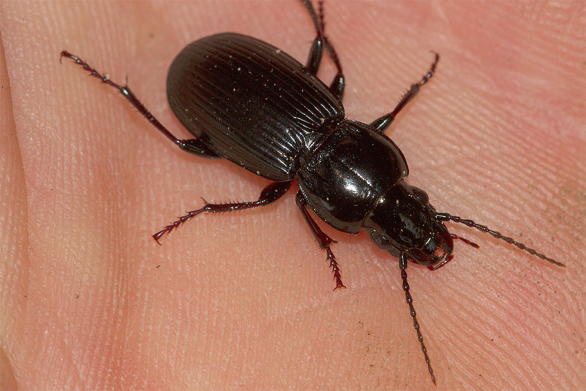 Pterostichus o Percus? Pterostichus melas italicus