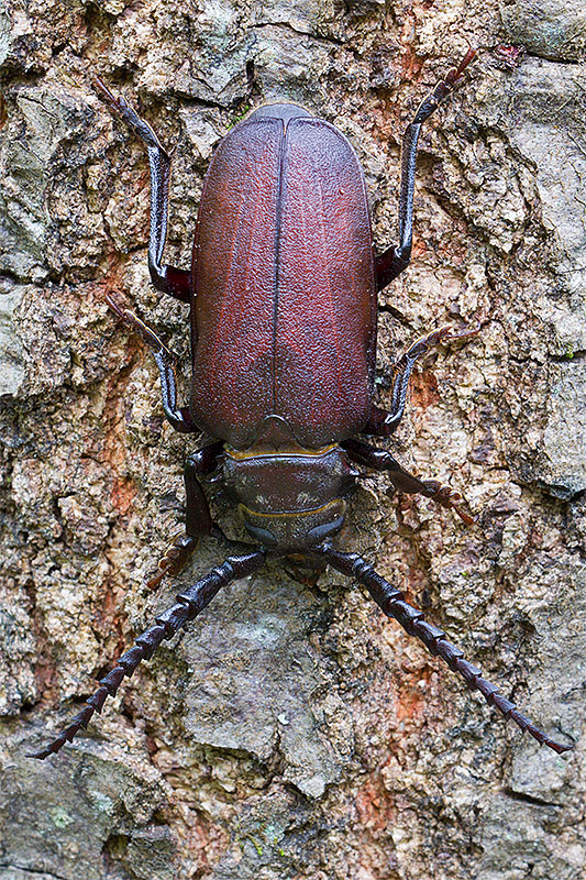 Prionius coriarius