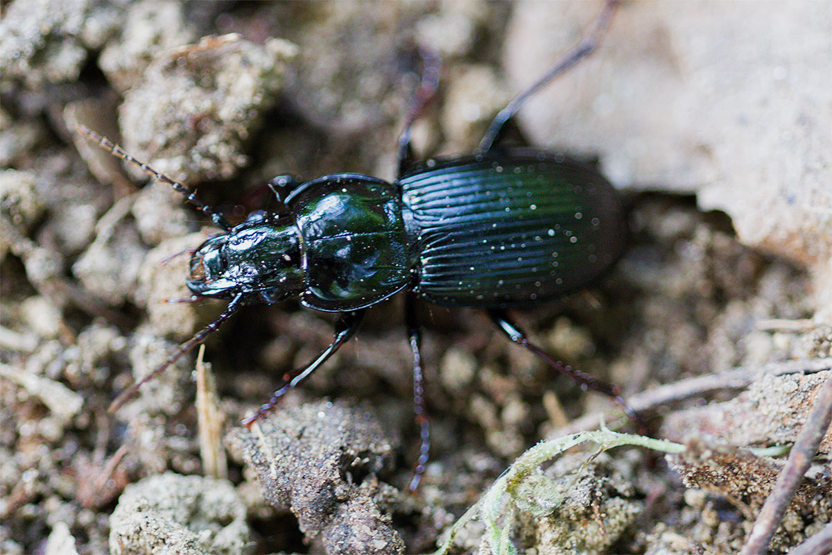 Pterostichus o Percus? Pterostichus melas italicus