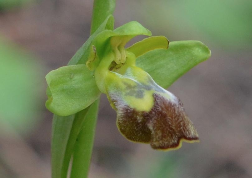 Ophrys