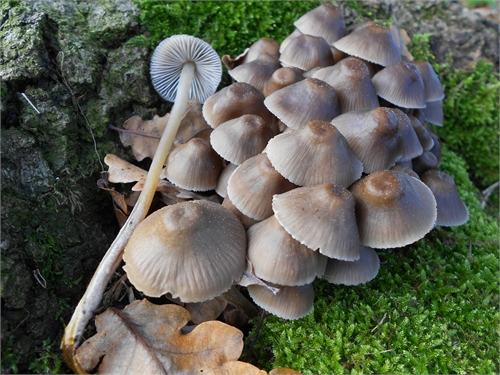 Mycena da determinare