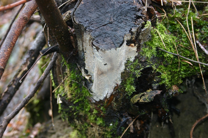 da determinare (Radulomyces confluens)