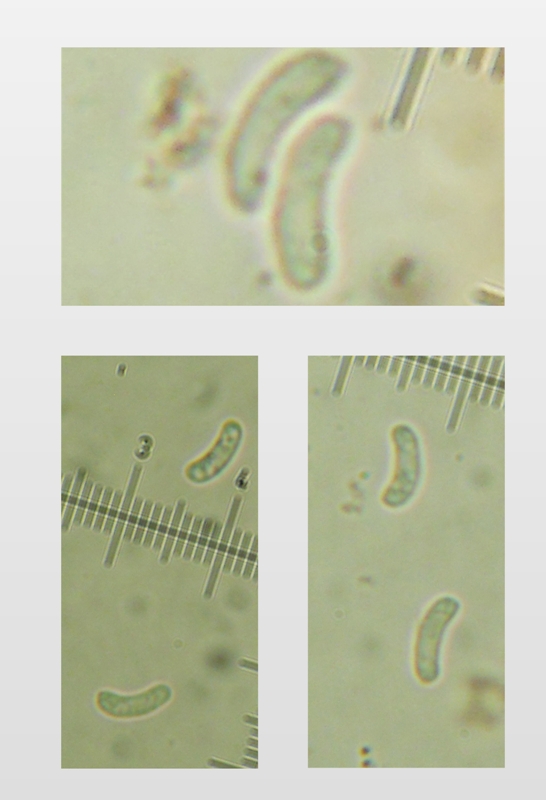 da determinare 1 (Ceriporia?) (Ceriporia purpurea)