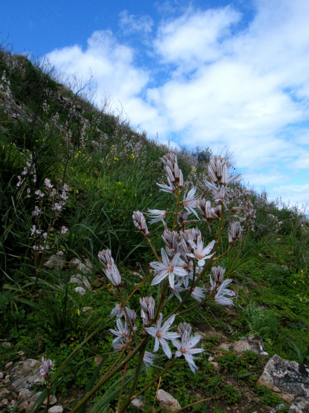 Passeggiate orchidologiche 2013