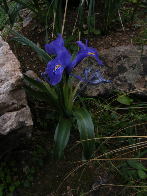 Iris planifolia / Giaggiolo bulboso (apocromatico)