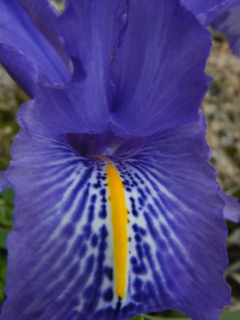 Iris planifolia / Giaggiolo bulboso (apocromatico)