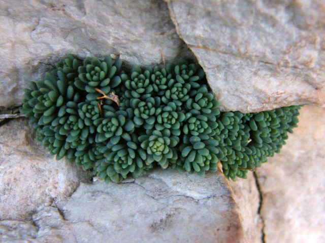 Sedum dasyphyllum / Borracina cinerea