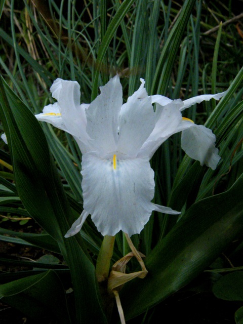 Iris planifolia / Giaggiolo bulboso (apocromatico)