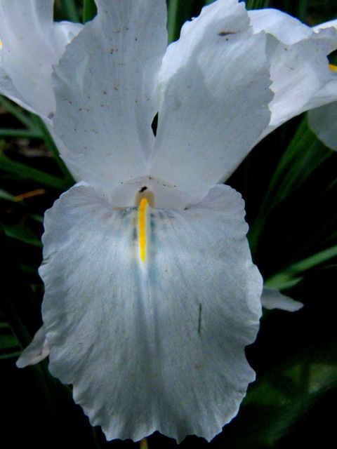 Iris planifolia / Giaggiolo bulboso (apocromatico)