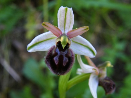 Passeggiate orchidologiche 2013