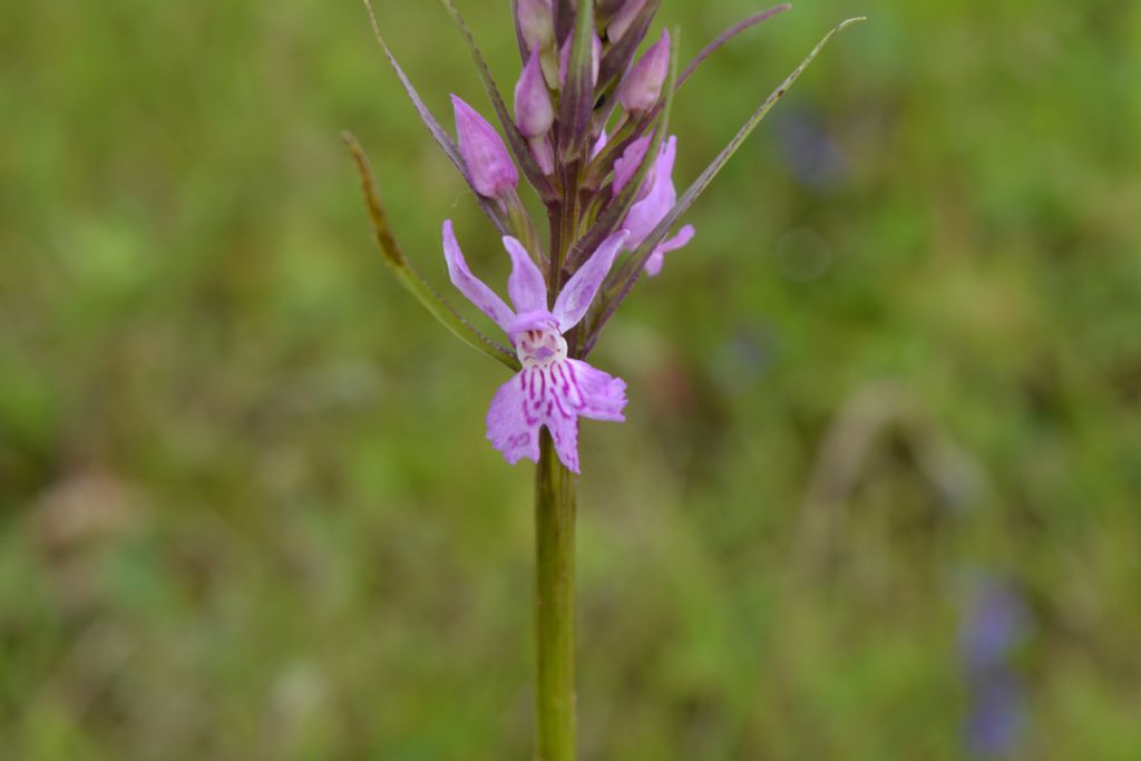 Dactylorhiza maculata subsp.fuchsii