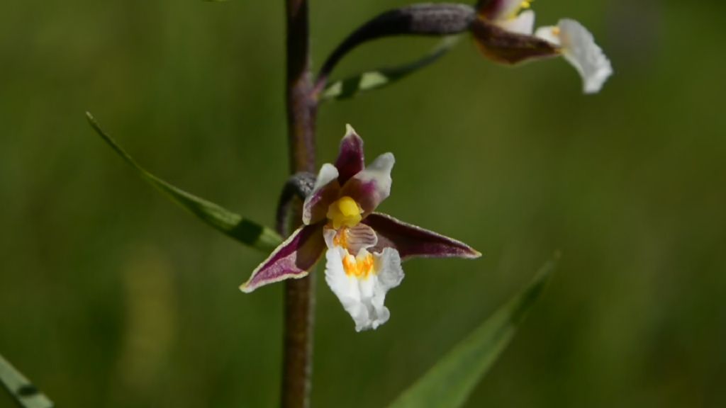 Epipactis palustris