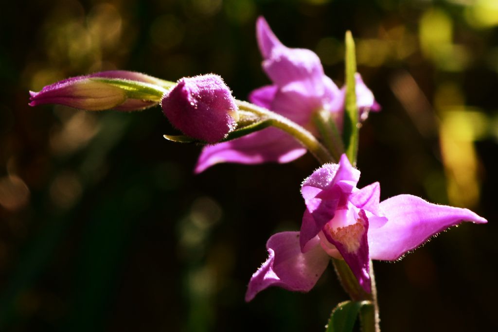 Cephalanthera rubra