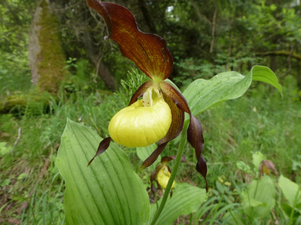 Cypripedium calceolus