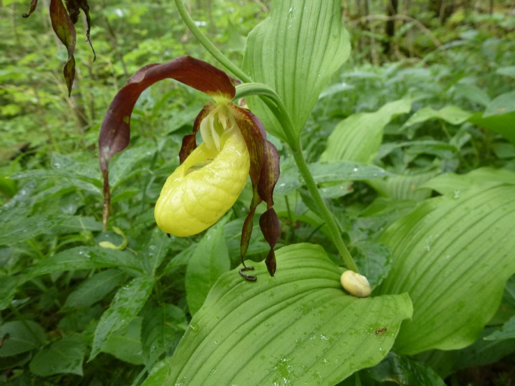 Cypripedium calceolus