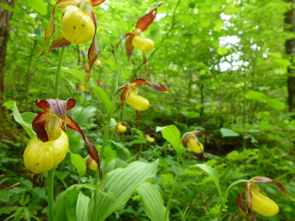 Cypripedium calceolus