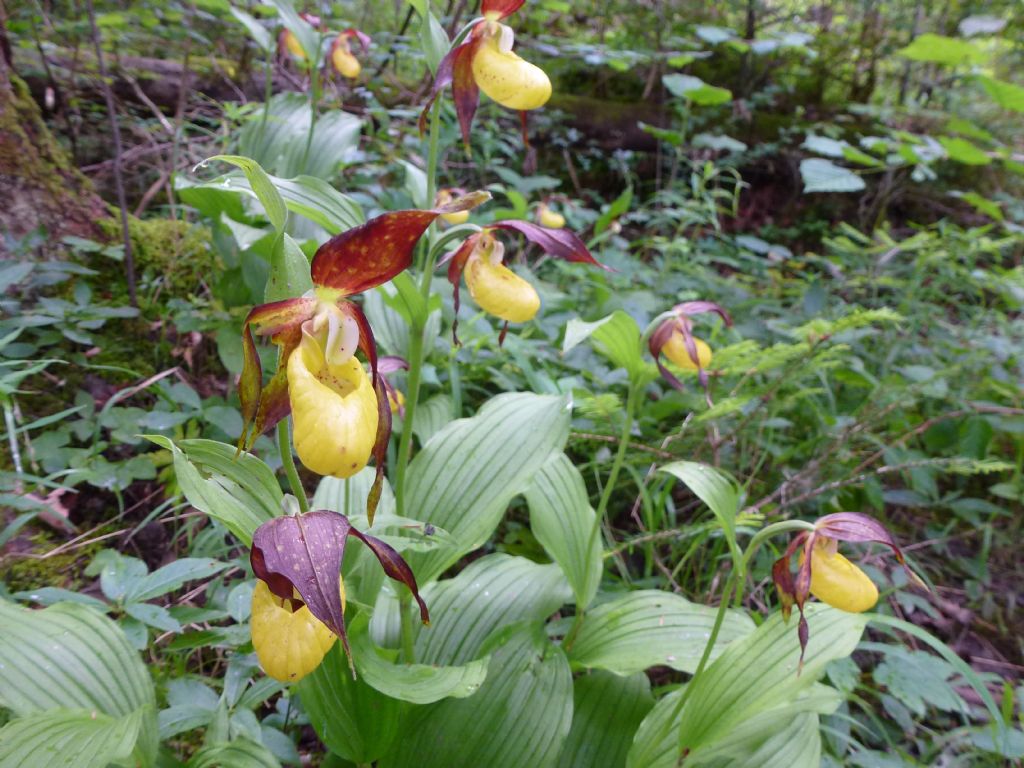 Cypripedium calceolus