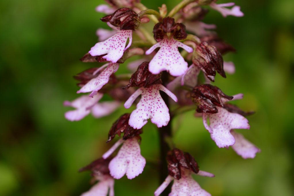 Orchis Purpurea