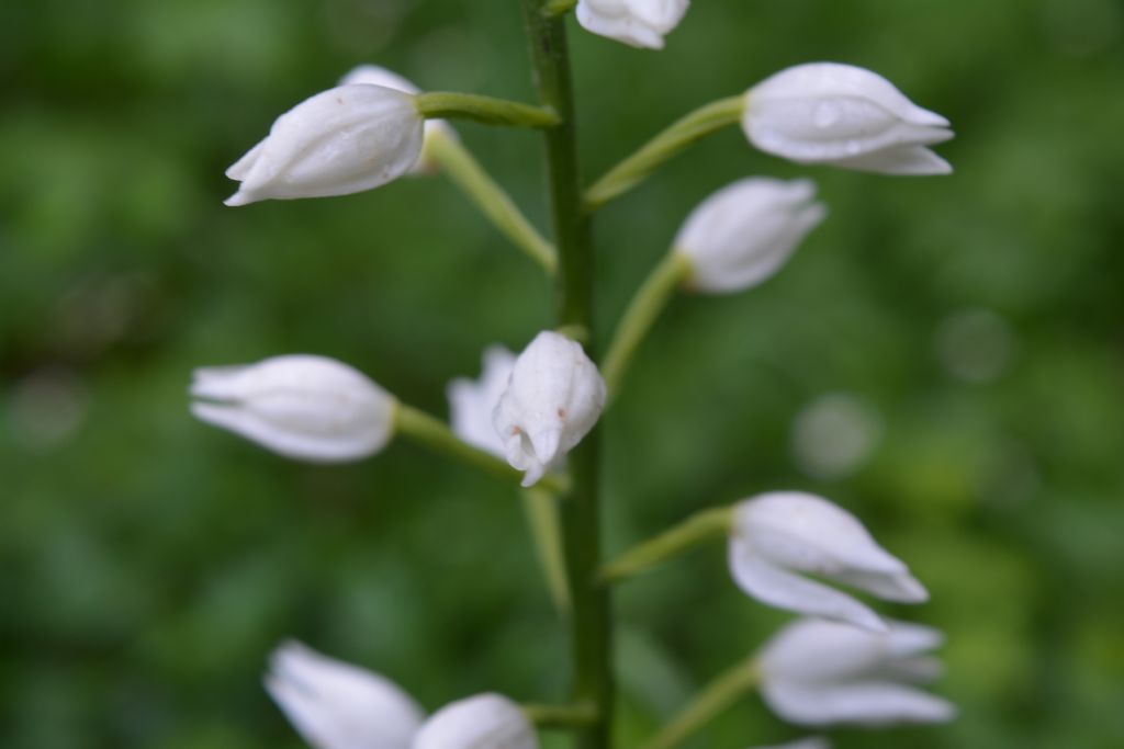 Chephalantera longifolia