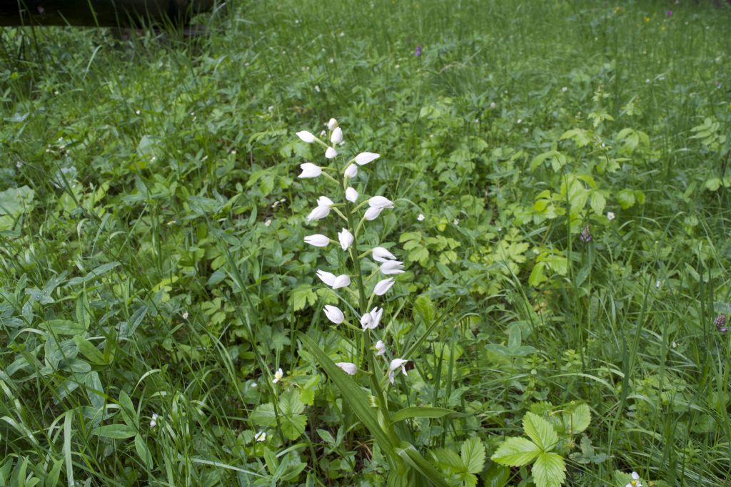 Chephalantera longifolia