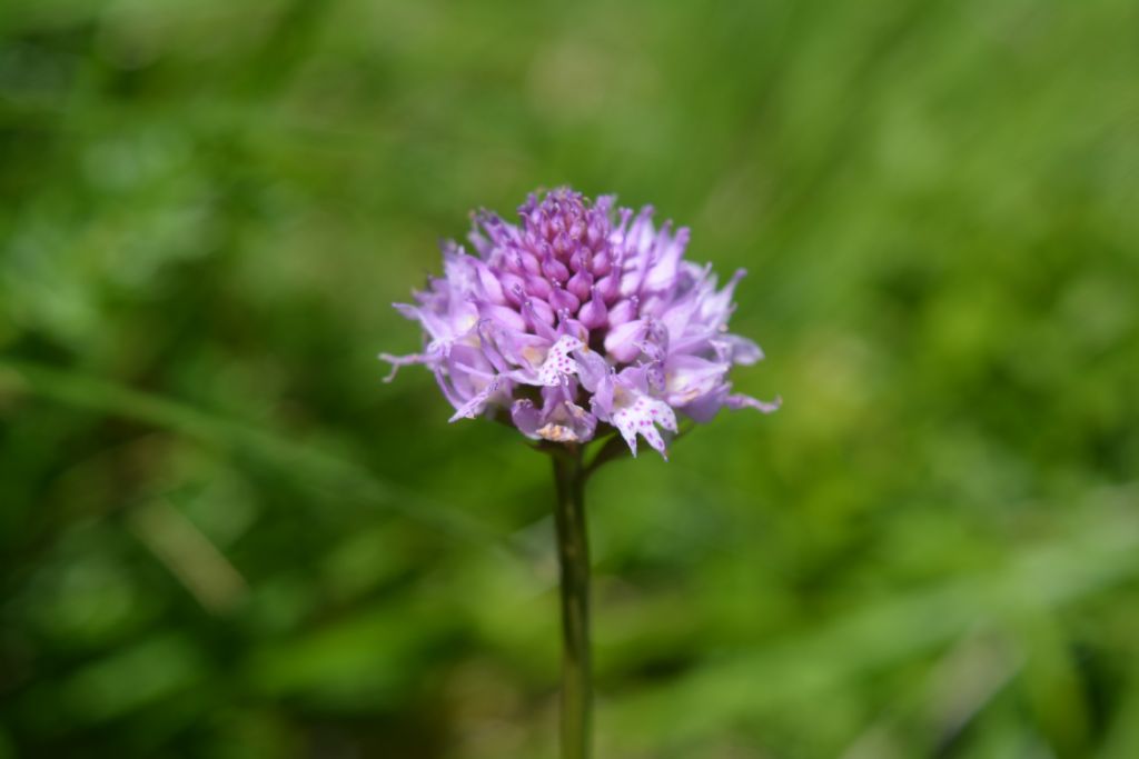 Traunsteinera globosa